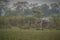 Nice indian elephant in the nature habitat of Kaziranga national park