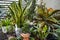 Nice indoor plants on a terrace with croton petra, sansevieria,