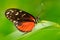 Nice insect from Costa Rica in the green forest. Butterfly sitting on the leave from Panama. Butterfly with ping flower. Wildlife