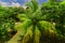 Nice inviting view of fluffy palm tree in tropical garden on sunny summer day