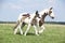 Nice irish cob mare with foal on pasturage