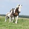 Nice irish cob mare with foal on pasturage