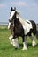 Nice irish cob mare with foal on pasturage