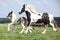 Nice irish cob mare with foal on pasturage