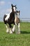 Nice irish cob mare with foal on pasturage