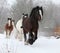 Nice irish cobs running in winter