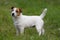 Nice Jack Russel Terrier