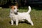 Nice Jack Russel Terrier