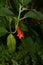 Nice jungle cavedishia cultivar plant