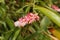 Nice jungle cavedishia cultivar plant