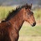 Nice kabardin horse foal in autumn