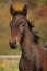 Nice kabardin horse foal in autumn