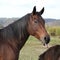 Nice kabardin horse showing its tongue