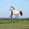 Nice Kinsky horse running in autumn