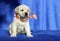 A nice labrador puppy on a blue background