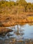 Nice landscape with evening and sunset over the bog lake, crystal clear lake and peat island in the lake and bog vegetation, bog