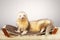 Nice light color ferret male posing in studio