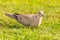 Nice light grey turtledove bird perched on lawn