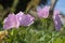 Nice light pimk flowers on green background close up