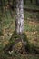 Nice lonely birch tree in the forest with funny roots