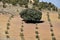 Nice lonely oak among the young olive trees