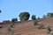 Nice lonely oak among the young olive trees