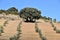 Nice lonely oak among the young olive trees