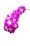 Nice long stem of Purple Thai Orchid