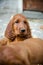 Nice look of newborn small puppy of irish setter