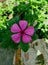 The nice looking  pink color flower with green leaves