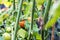 Nice looking red, yellow and green tomatoes behind blurry green branches with lot of leaves, summer greenhouse, close up photo