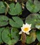 Nice lotus flower in pond