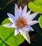 Nice lotus flower in pool