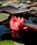 Nice lotus flower in pool lotus flower in pool