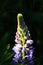 Nice Lupine Flower