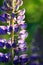 Nice Lupine Flower