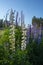 Nice lupine flowers grow in the flowerbed