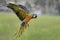 Nice macaw flying in nature farm