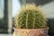 nice manicured green cactus with huge defensive spikes in flower pot decorated