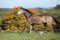 Nice mare on autumn pasturage