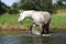 Nice mare bathing in the river