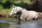 Nice mare bathing in the river