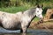 Nice mare bathing in the river