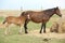 Nice mare with its foal