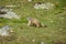 Nice marmot on the spanish mountain Pyrenees