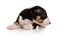 Nice Miniature Bull Terrier puppy lying on a white background