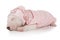 Nice Miniature Bull Terrier puppy sleeping