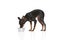 Nice miniature Pinscher standing near dog's bowl and yummys isolated over white background. Canine food