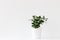 nice minimalistic picture of plant in a white pot isolated on white background