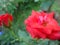 Nice morning rose flower in sri lanka